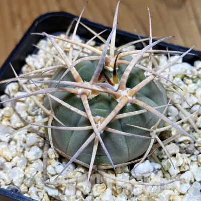 SH36502 Gymnocalycium cardenasianum, hard spines
