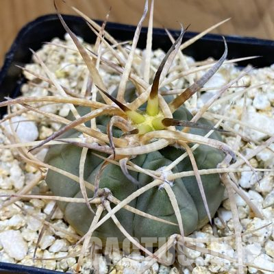 SH36503 Gymnocalycium cardenasianum, hard spines