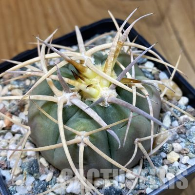 SH36504 Gymnocalycium armatum MT 16-662