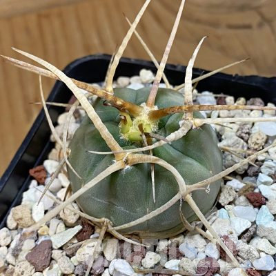 SH36505 Gymnocalycium armatum MT 16-662