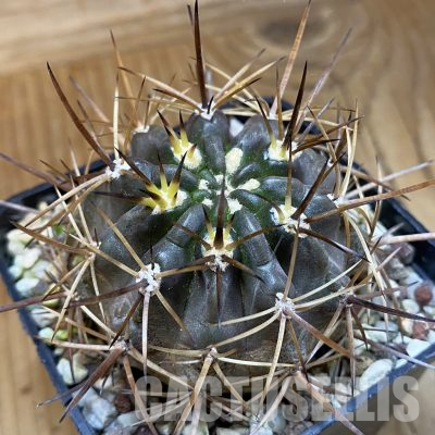 SH36506 Pyrrhocactus combarbalensis