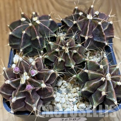 SH36507 Gymnocalycium mihanovichii 'Black Widow' hybrid, seedling