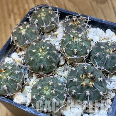 SH36508 Gymnocalycium vatteri, clon 2