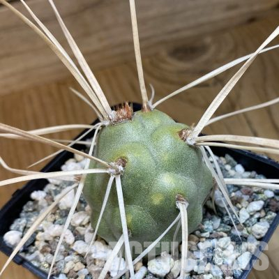 SH36509 Tephrocactus aoracanthus