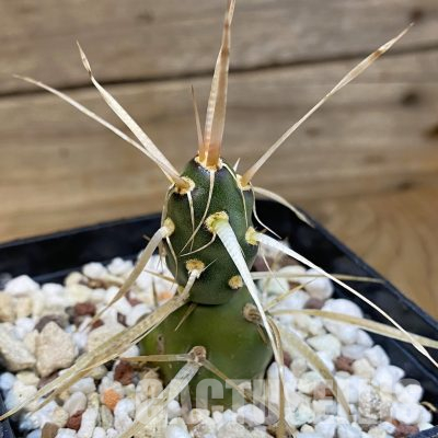 SH36510 Maihueniopsis platyacantha