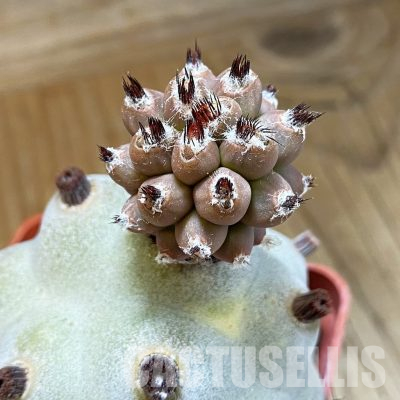 SH36511 Tephrocactus articulatus v. calvus