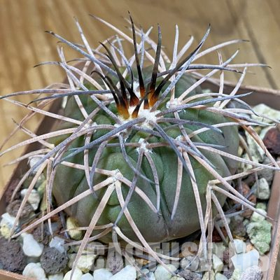 SH36513 Gymnocalycium spegazzinii