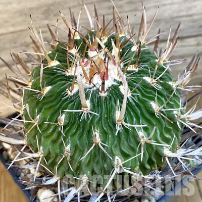 SH36495 Echinofossulocactus arrigens, 10 years old