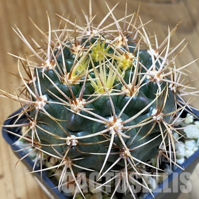 SH36514 Gymnocalycium neuhuberi