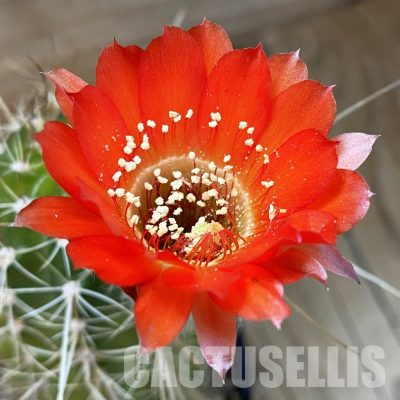 SH36515 Chamaecereus hybrid