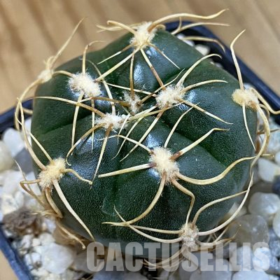 SH36516 Gymnocalycium denudatum 'Jan Suba'