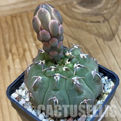 SH36517 Gymnocalycium vatteri v. unguispinum, selection
