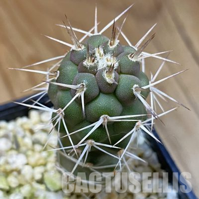 SH36518 Tephrocactus fiambalensis, seedling