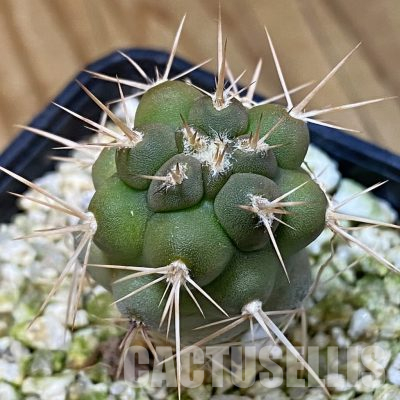 SH36519 Tephrocactus fiambalensis, seedling