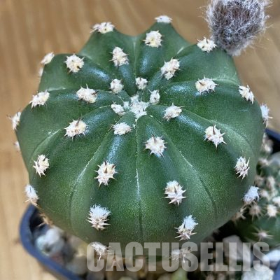 SH36521 Echinopsis subdenudata hybrid