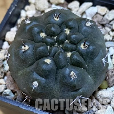 SH36522 Gymnocalycium gibbosum v. chubutense RUS 364