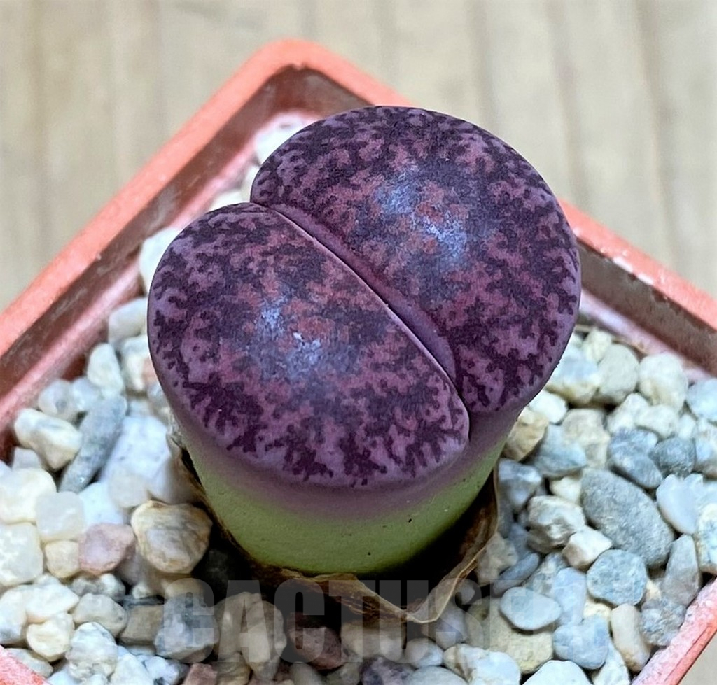 SH1836 Lithops lesliei ‘Fred’s Redhead’