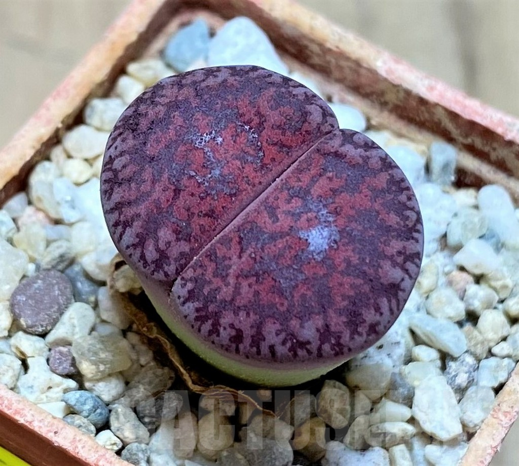 SH1838 Lithops lesliei ‘Fred’s Redhead’