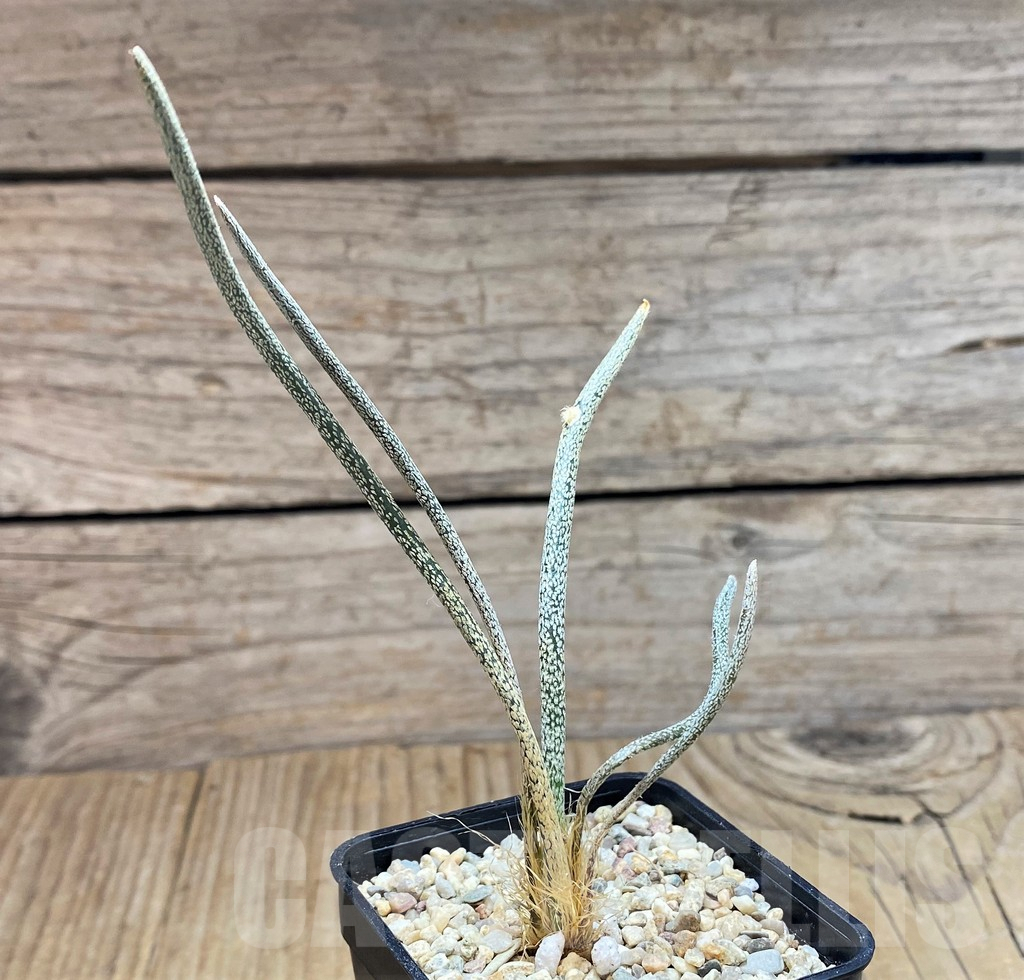 SH1798 Astrophytum caput-medusae - Image 2