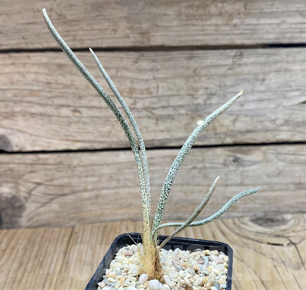 SH1798 Astrophytum caput-medusae