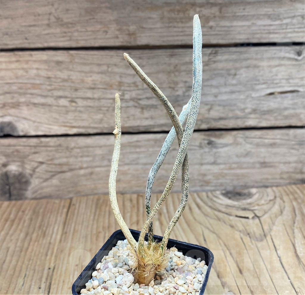 SH1799 Astrophytum caput-medusae