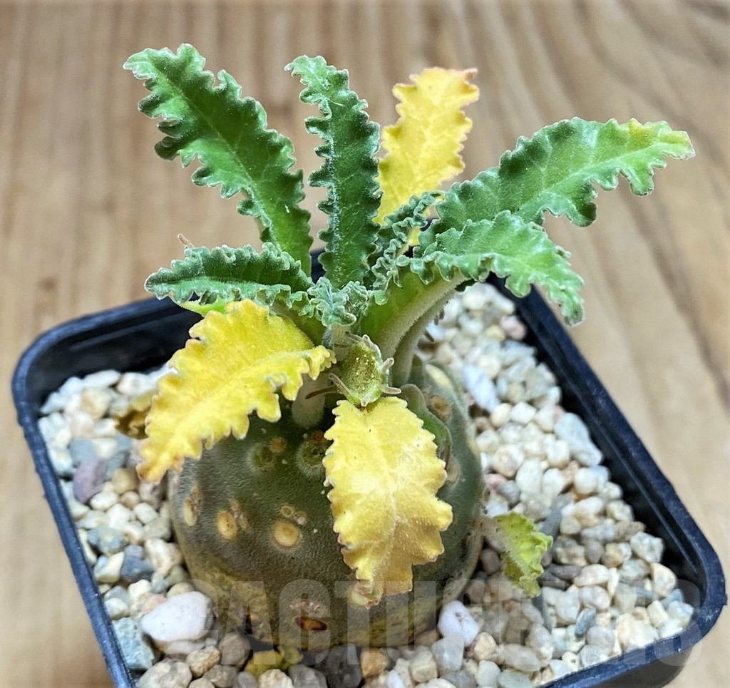SH1808 Dorstenia lavrani
