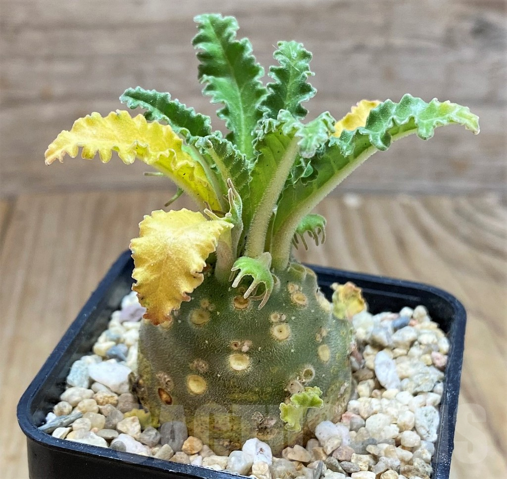 SH1808 Dorstenia lavrani - Image 2