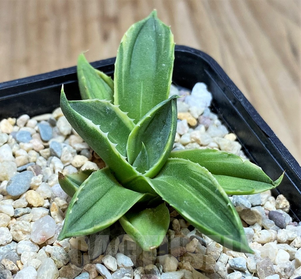 SH1812 Agave 'Pixie' f. variegata - Image 2