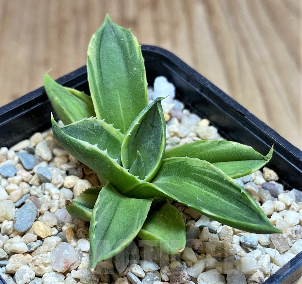 SH1812 Agave 'Pixie' f. variegata