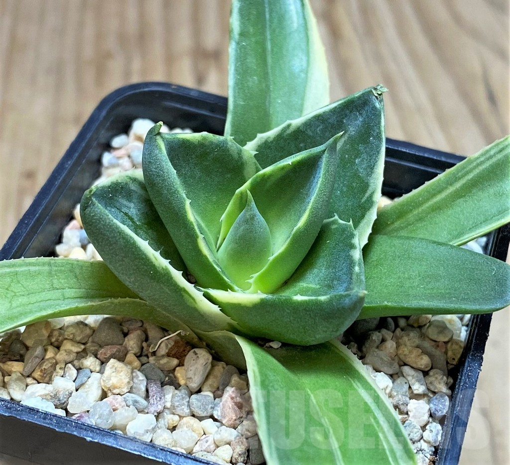SH1813 Agave 'Pixie' f. variegata - Image 2