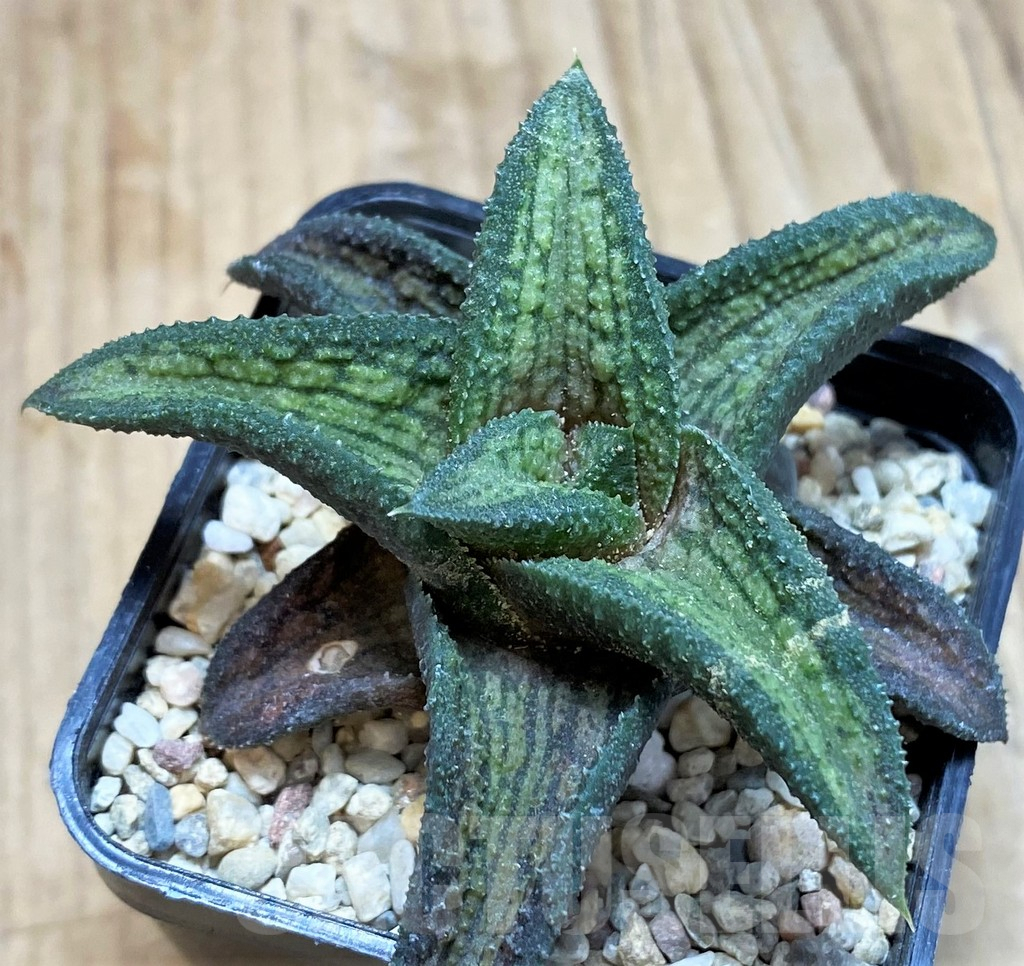 SH1821 Haworthia koelmaniorum T1