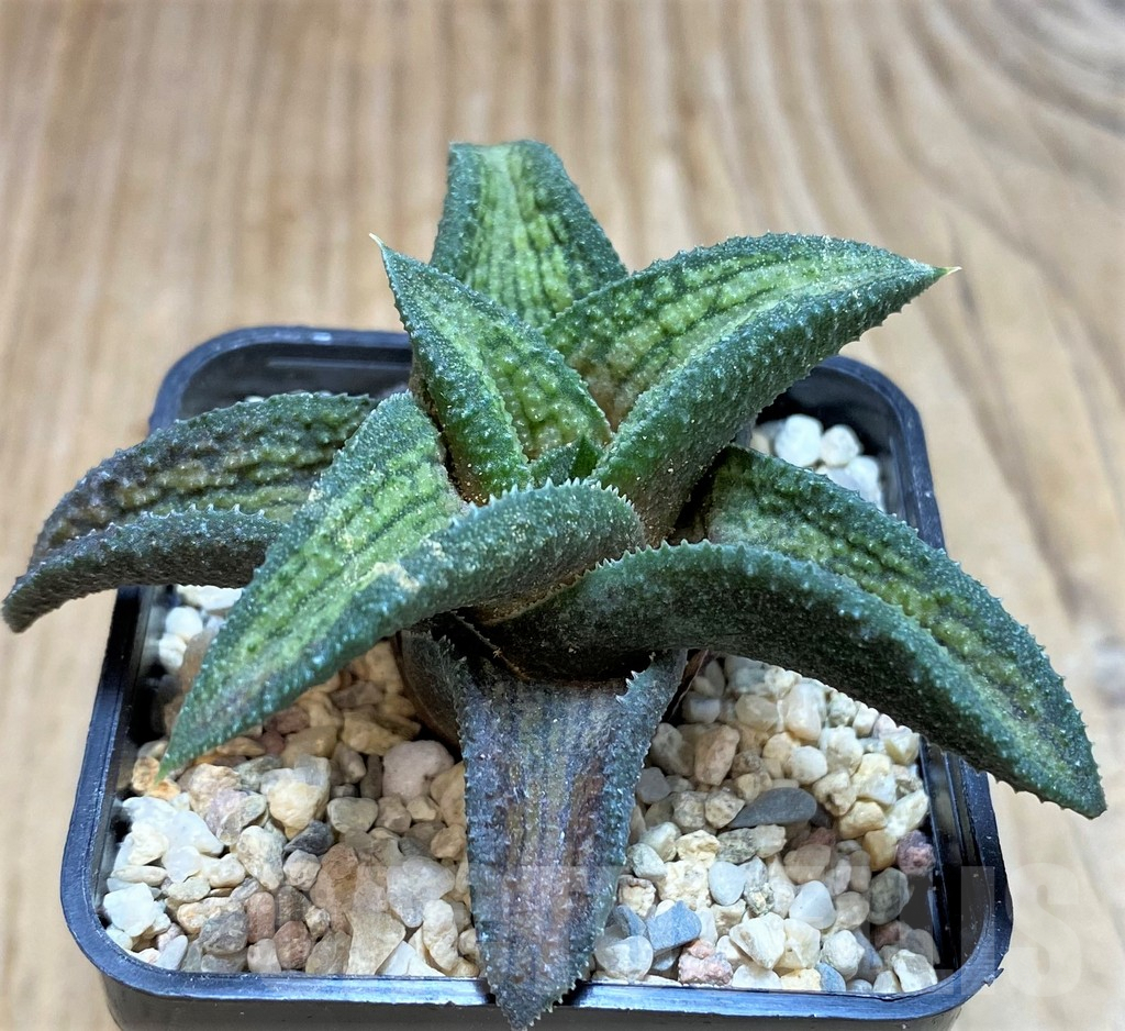 SH1821 Haworthia koelmaniorum T1 - Image 3
