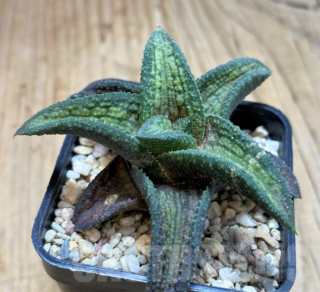 SH1821 Haworthia koelmaniorum T1 - Image 2