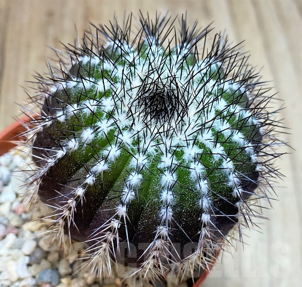 SH3432 Uebelmannia pectinifera