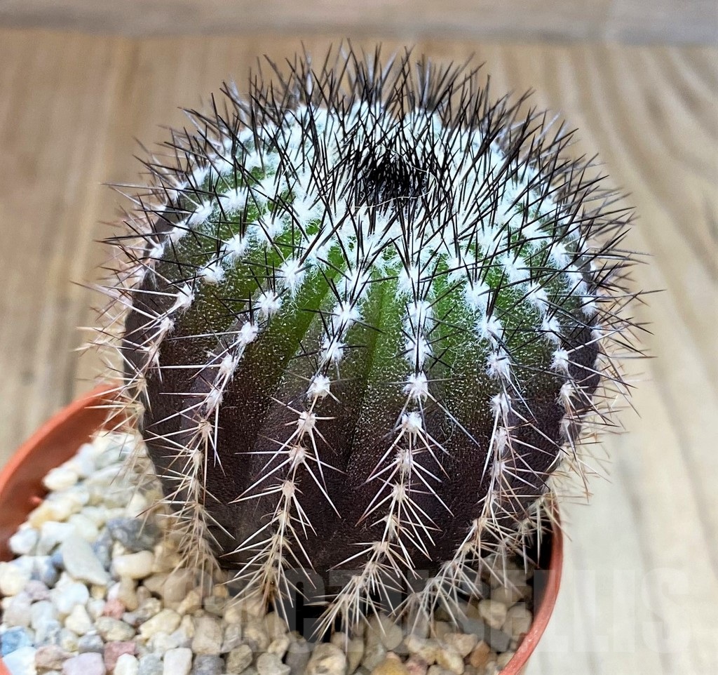 SH3432 Uebelmannia pectinifera - Image 3
