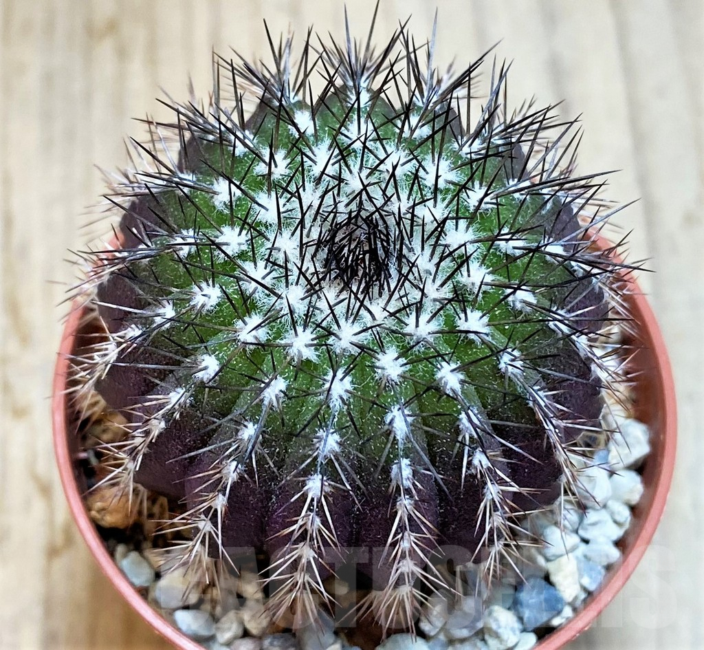 SH3433 Uebelmannia pectinifera