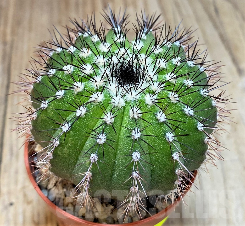 SH3434 Uebelmannia pectinifera - Image 3