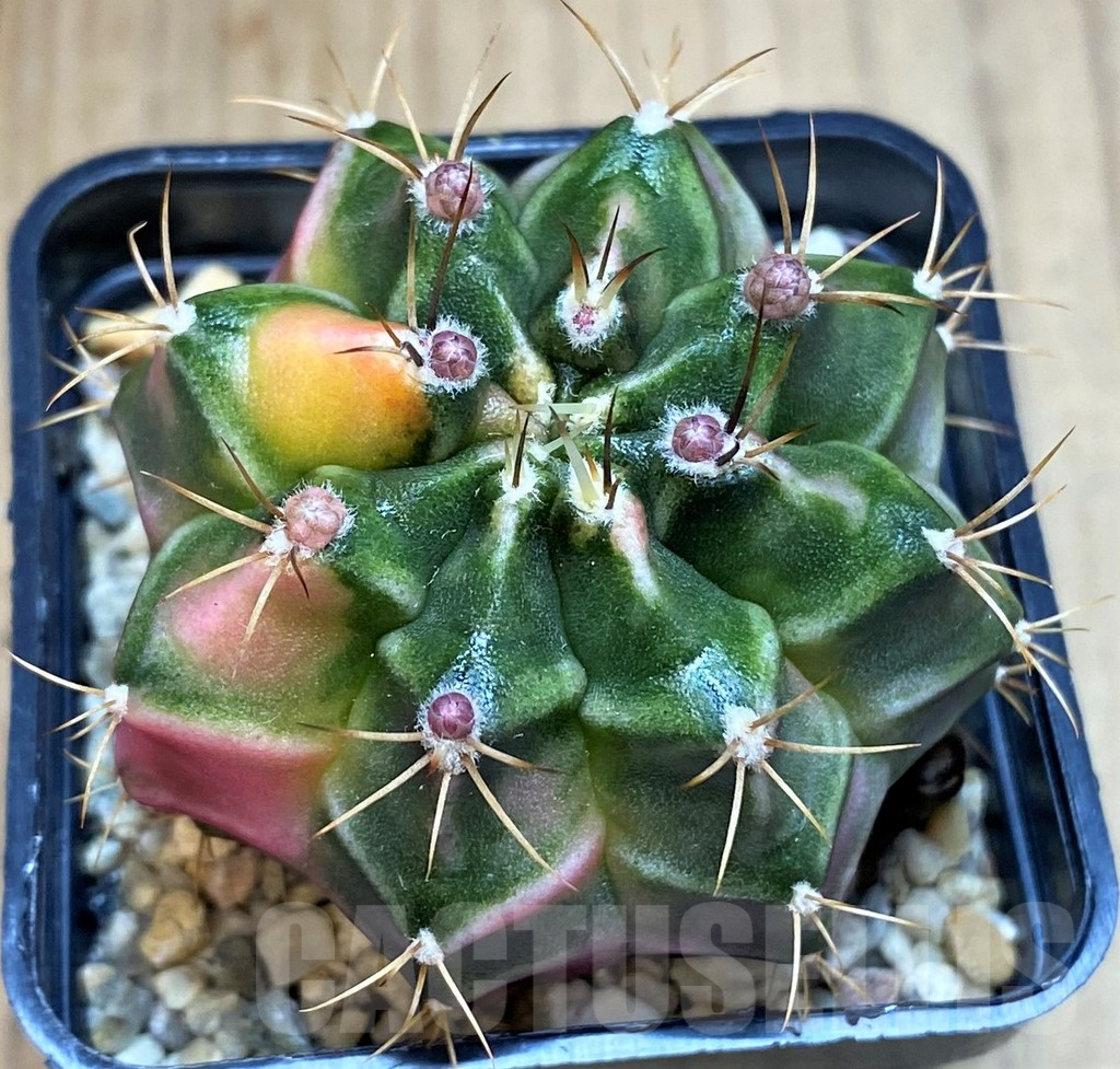 SH3443 Gymnocalycium mihanovichii 'Pastel Heart' - Image 2