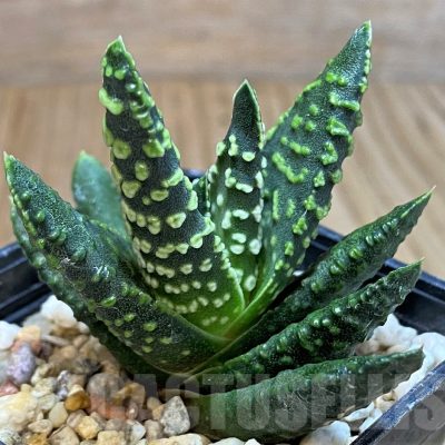 SH3396 Haworthia pumila -Japan-, seedling