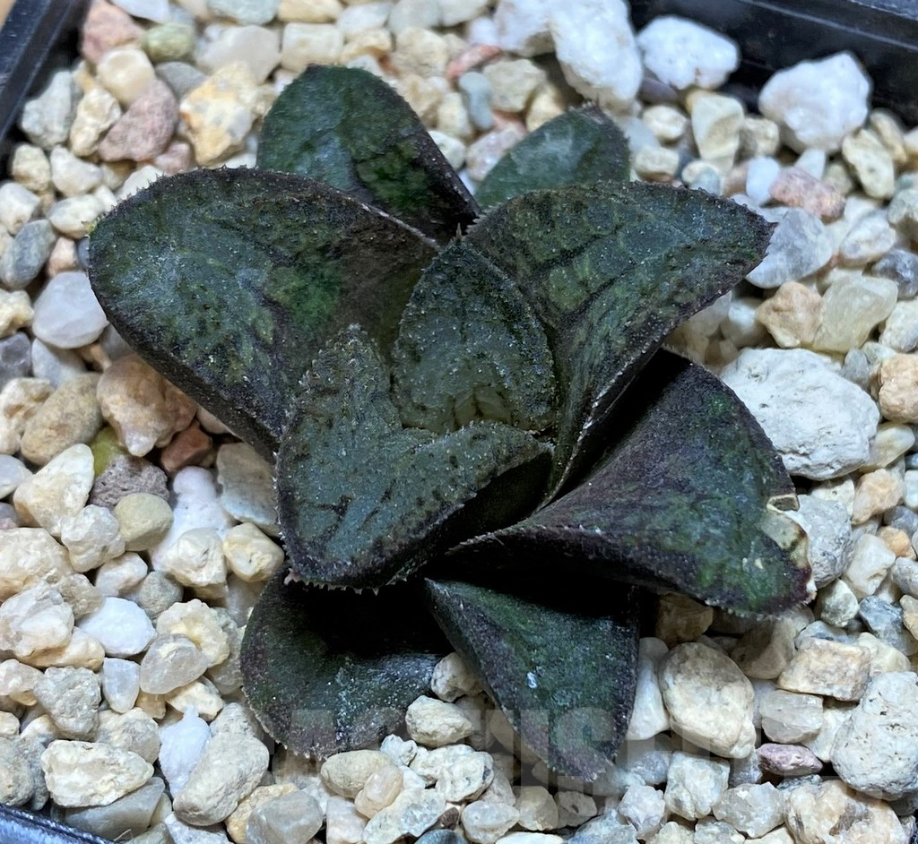 SH3401 Haworthia 'Akafuku' - Image 3