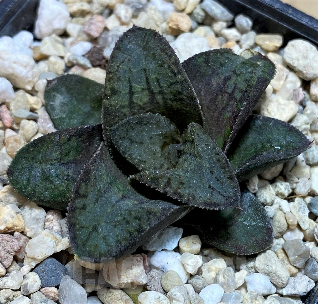 SH3401 Haworthia 'Akafuku' - Image 2