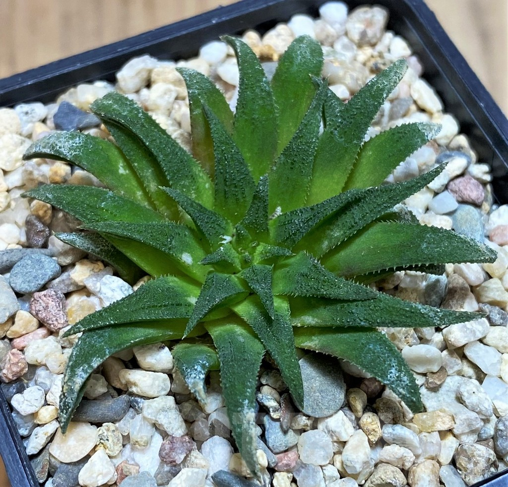 SH3404 Haworthia parksiana