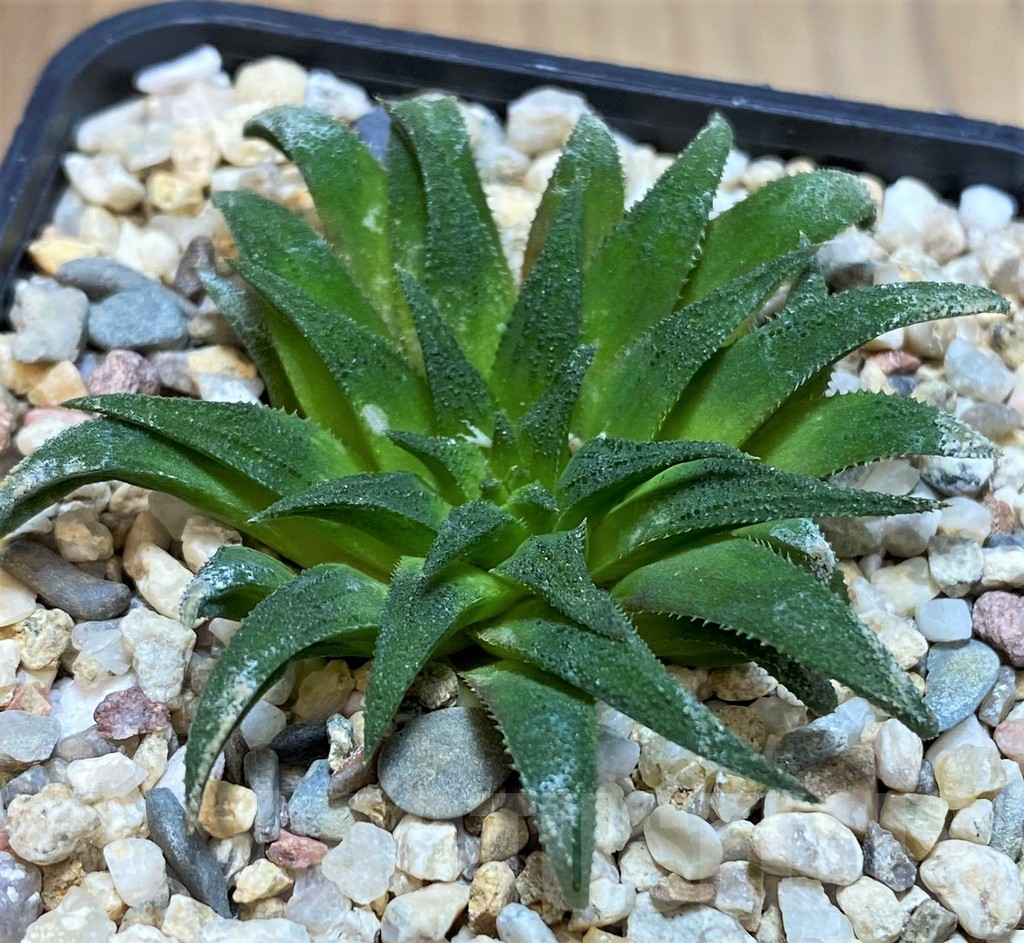 SH3404 Haworthia parksiana - Image 2