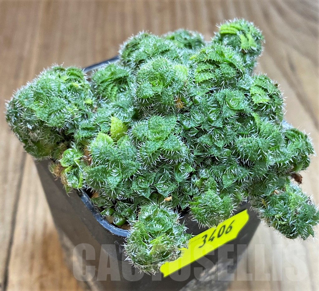 SH3406 Crassula setulosa