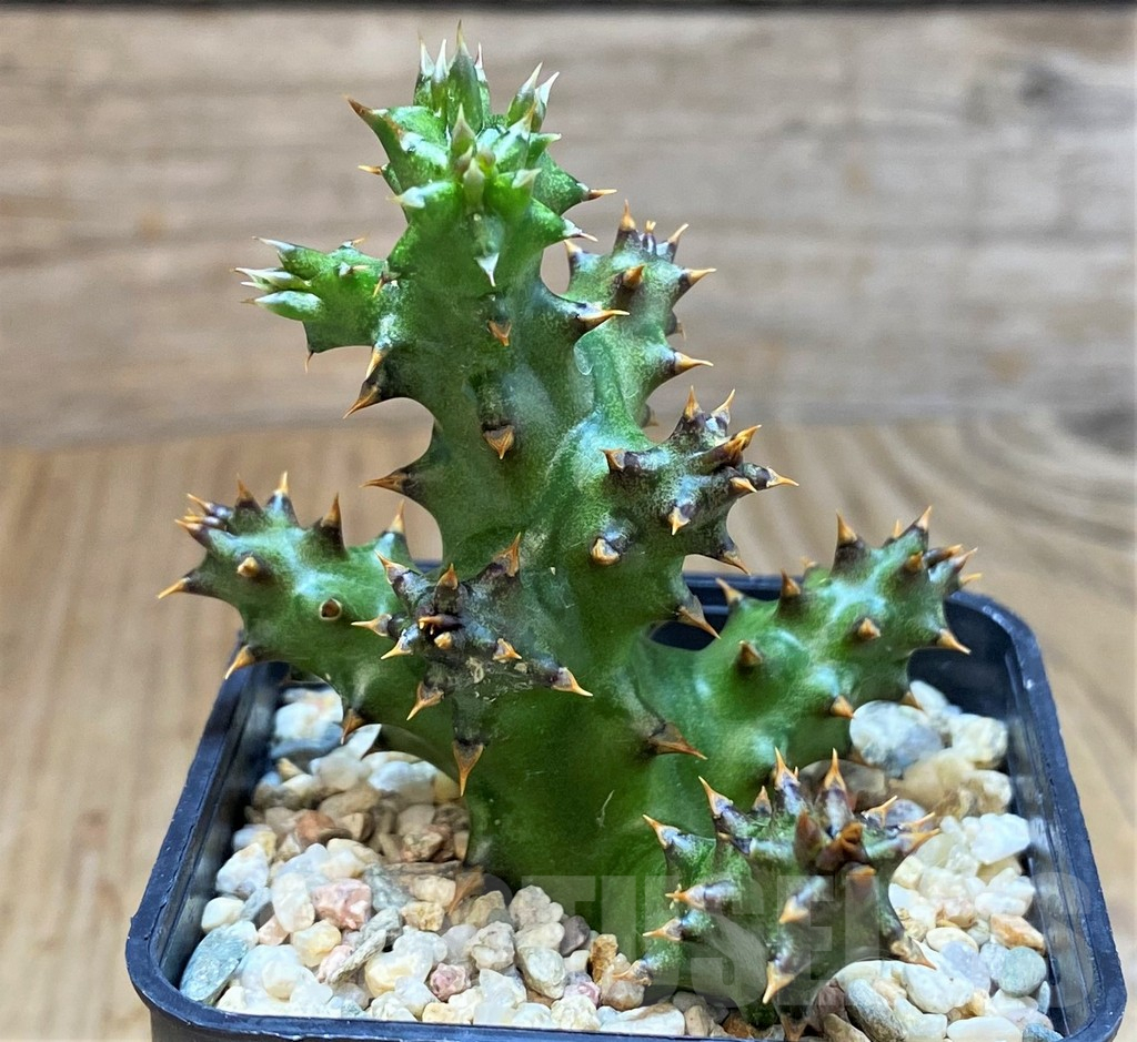 SH3407 Edithcolea grandis - Image 2