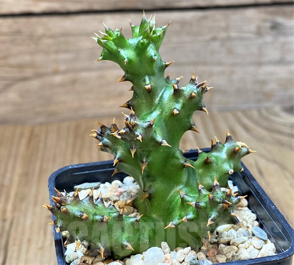SH3407 Edithcolea grandis