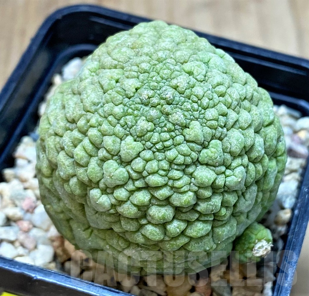 SH3412 Pseudolithos migiurtinus