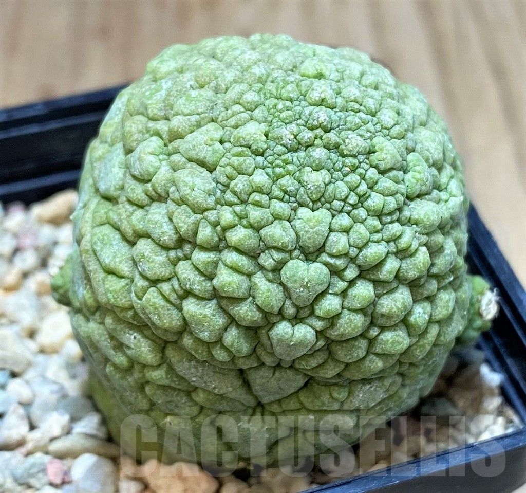 SH3412 Pseudolithos migiurtinus - Image 2