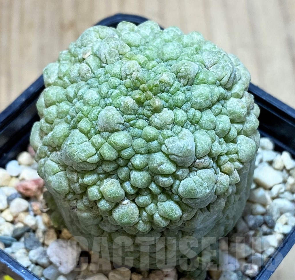 SH3413 Pseudolithos migiurtinus, select