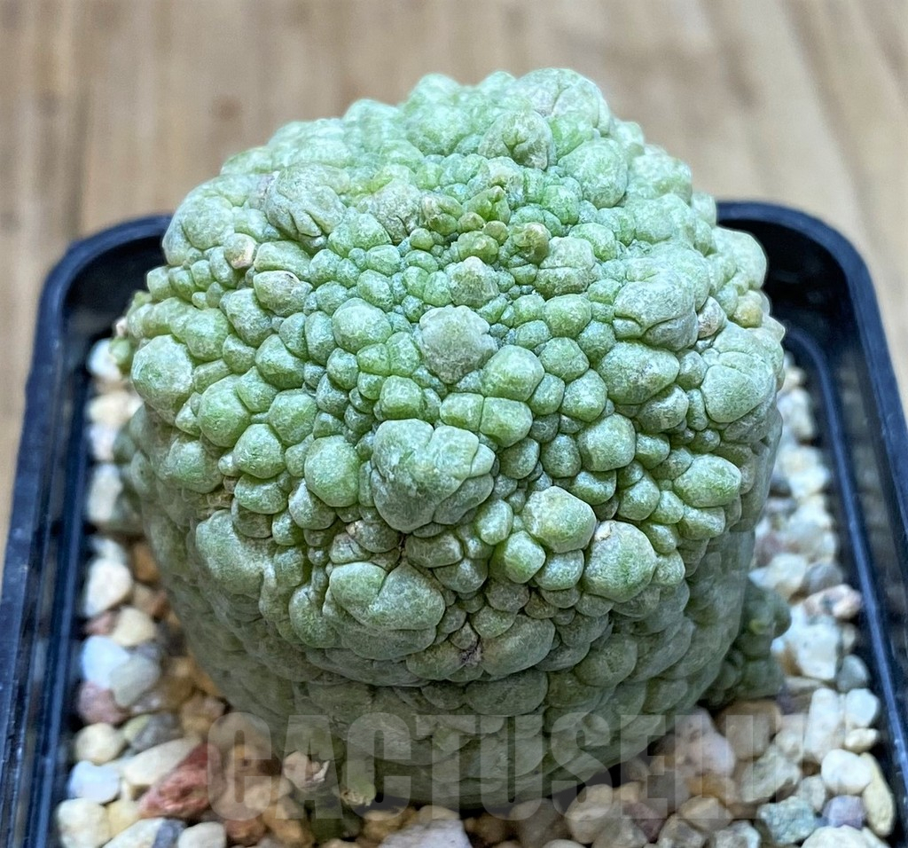 SH3413 Pseudolithos migiurtinus, select - Image 2